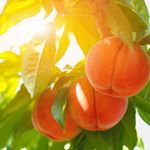 Rain got you stuck inside? Login to www.realdamngoodfood.com by 12pm to place your #virtualfarmersmarket order! This might be the last harvest of @southernhillfarms peaches! 🍑 Also - don’t miss new vendor @everoakfarm coming at you with fresh tomatoes, baby eggplant, radishes, zucchini & squash blossoms 🍅🍆🥬💛