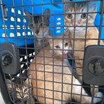 Last night, someone dropped 8 cats off in a carrier on our patio and left. We know a lot of people are struggling right now and may be in a position where they need to re-home pets. There are resources. A huge thank you to @orlando.kittens & @liberationcathouse for showing up less than an hour after we contacted you to help our team who also was amidst running a service & preparing to close our restaurant to help get these sweet animals the care they needed. One was injured and taken in by a member of our team to get the vet care it needs... there was a mom & some kittens which @liberationcathouse took to care for, spay & re-home and a sweet soon to be mama now named Charlene being fostered by @orlando.kittens with @petalliancego. From the bottom of our hearts, we thank these organizations for the work they are doing and assistance they were able to provide and want to remind everyone there are ways to surrender your pets if that is a choice you need to make as well as food pantries if you need temporary assistance. But please - we are a restaurant and by no means the experts - reach out to these organizations if you want more information or to follow the stories of these sweet fur babies. In times of trouble and tribulation, look for the helpers. They are there, always, and that is the light that reminds us that love will always prevail ✨💖